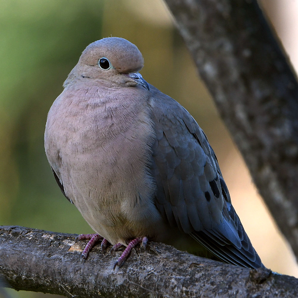 Dove5.jpg