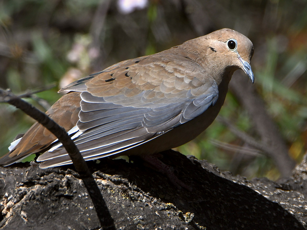 Dove5.jpg