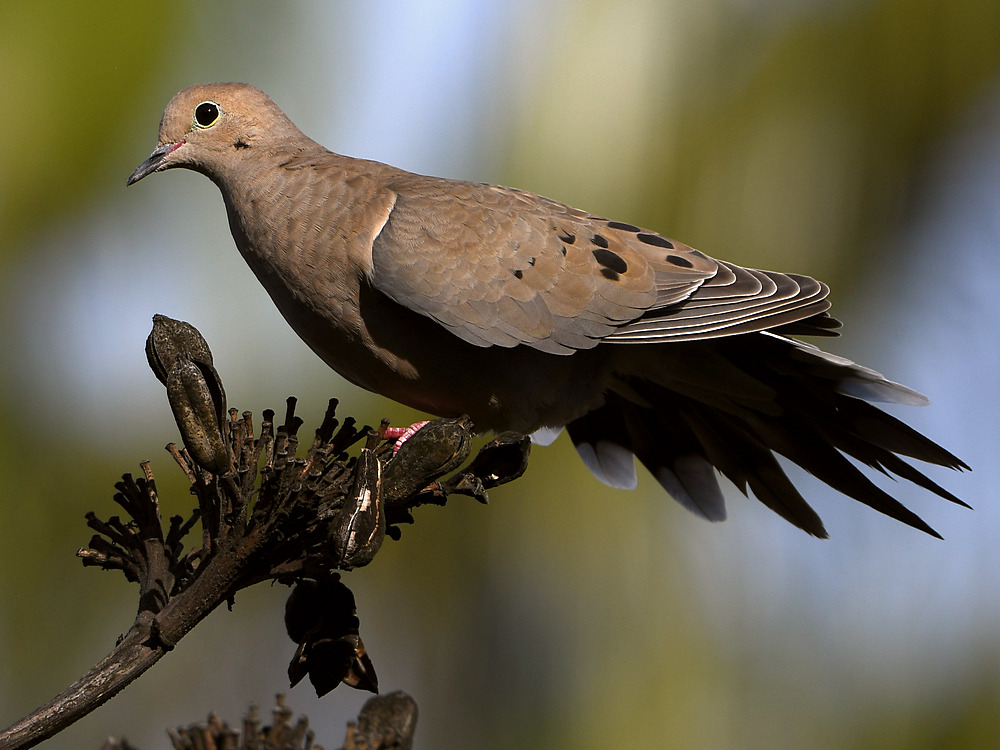 Dove5.jpg