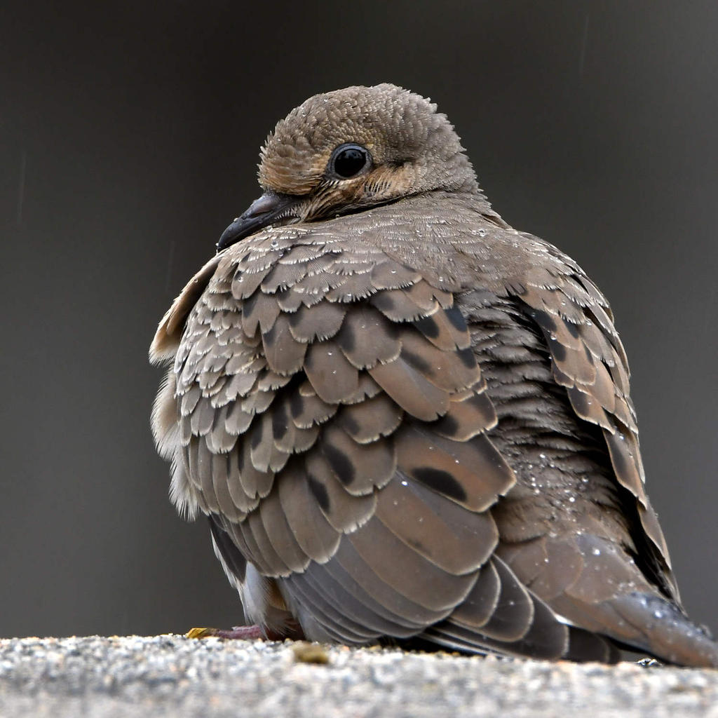 Dove5.jpg