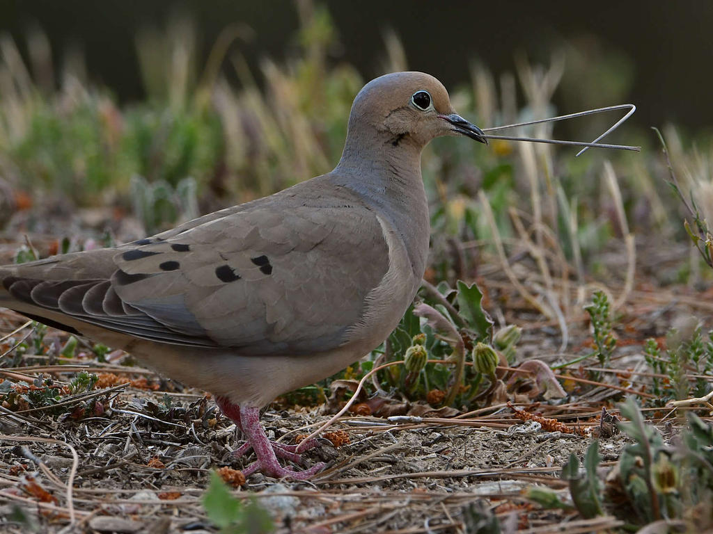 Dove5.jpg