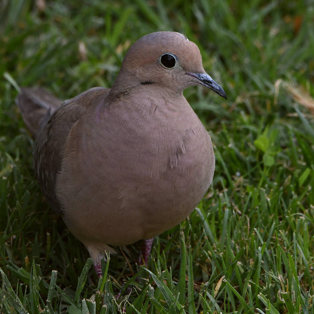 Dove5.jpg