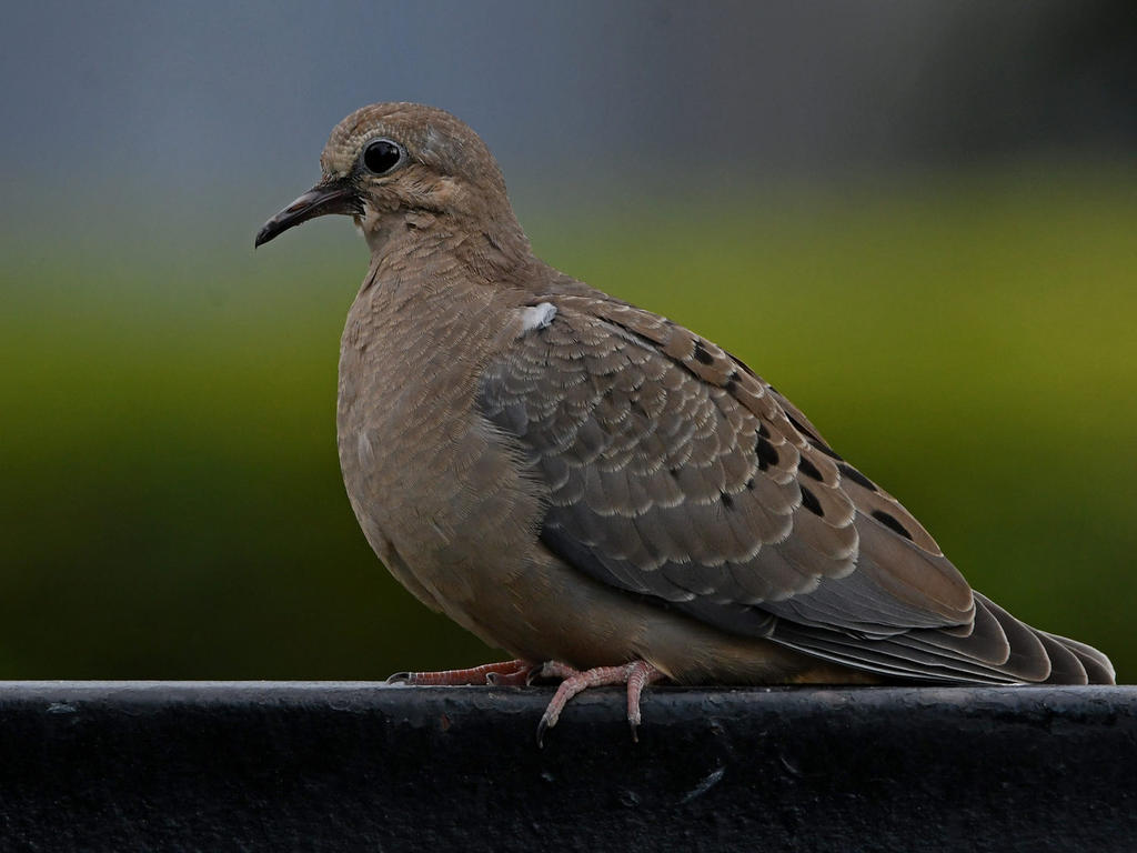 Dove5.jpg