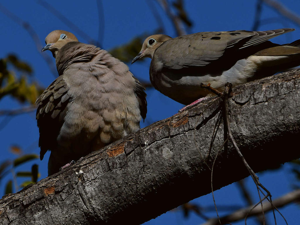 Dove5.jpg