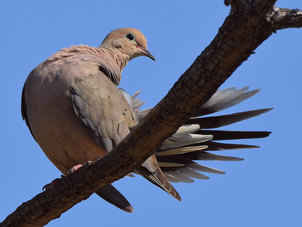 Dove6.jpg