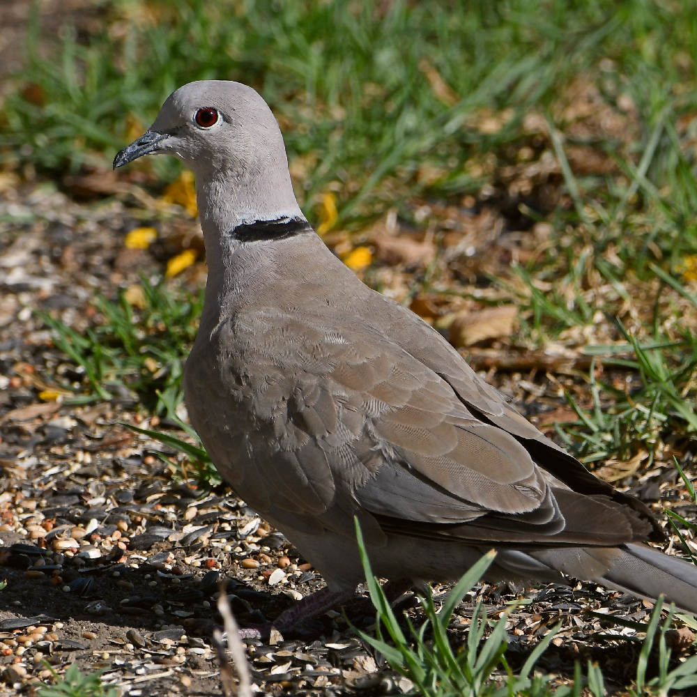 Dove6.jpg