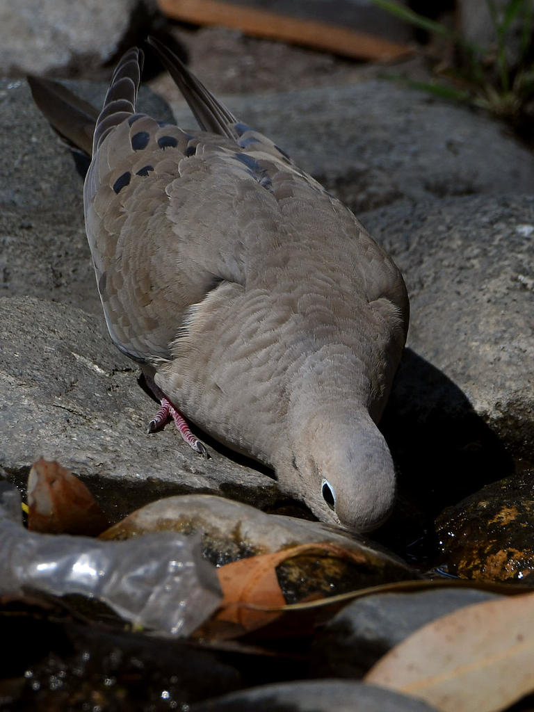 Dove6.jpg