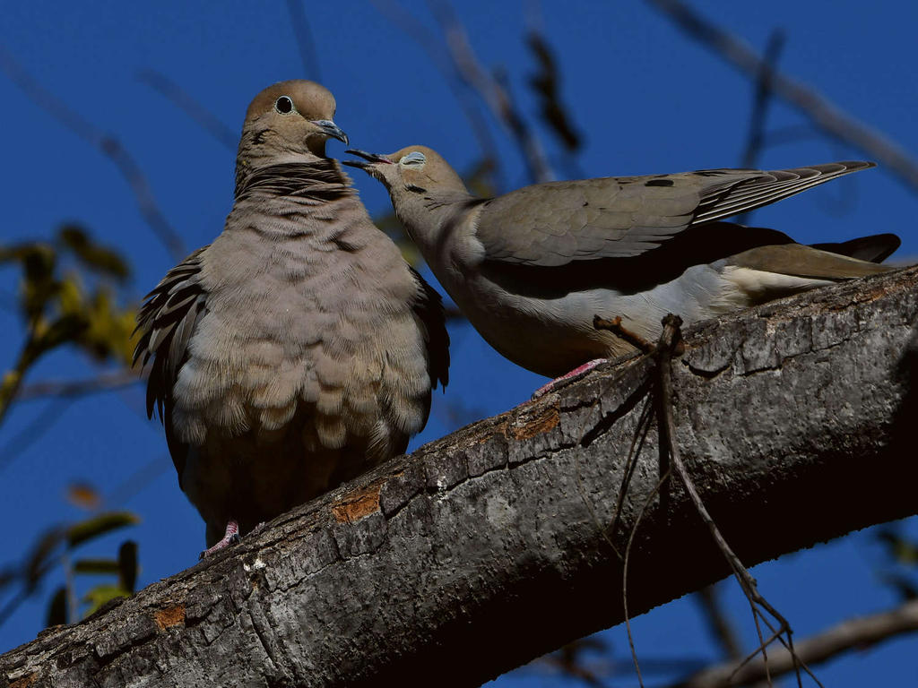 Dove6.jpg