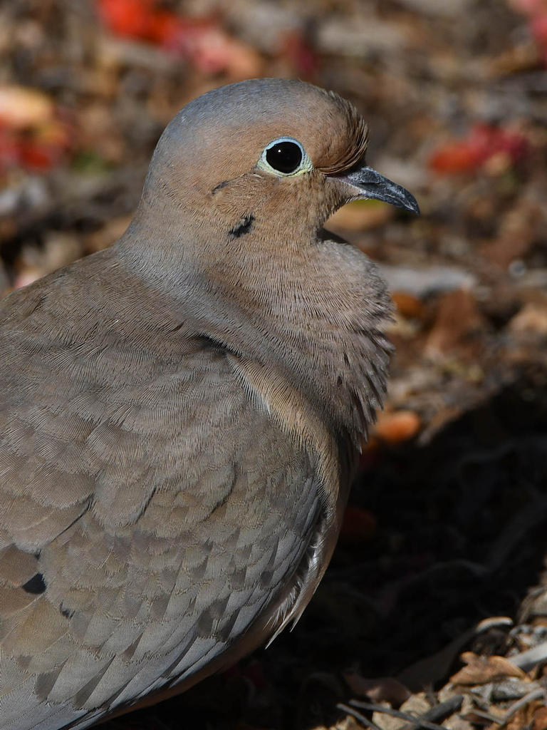 Dove6.jpg