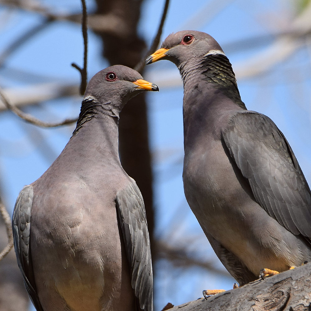 Dove7.jpg