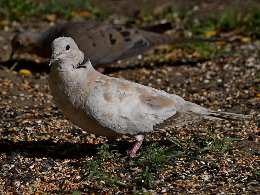 Dove7.jpg