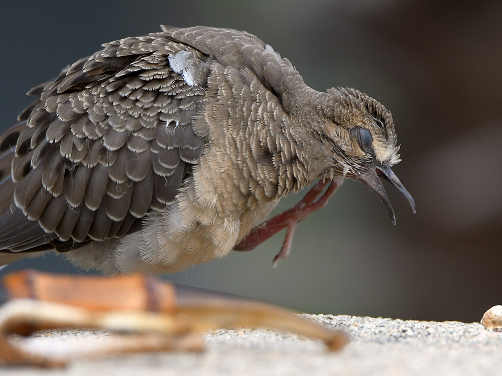 Dove7.jpg