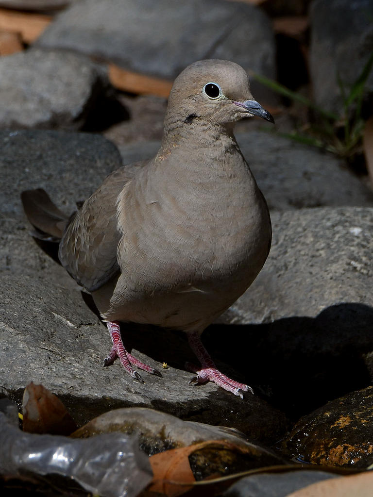 Dove7.jpg