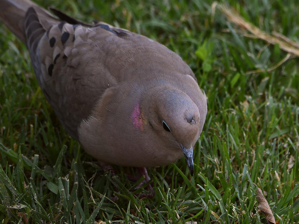 Dove7.jpg