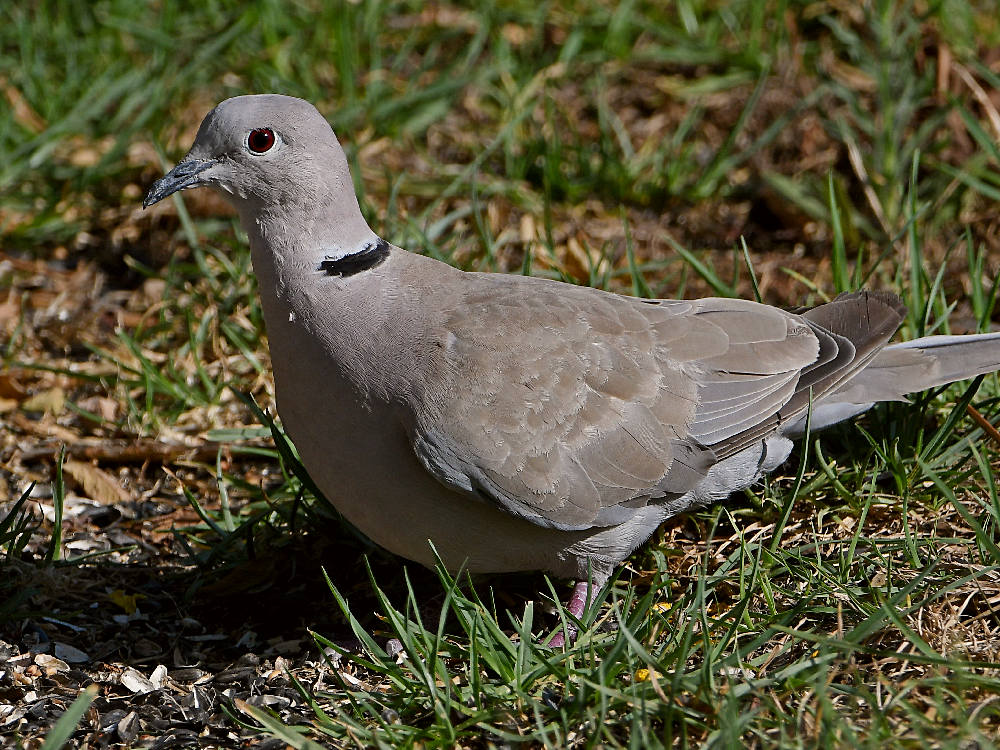Dove8.jpg