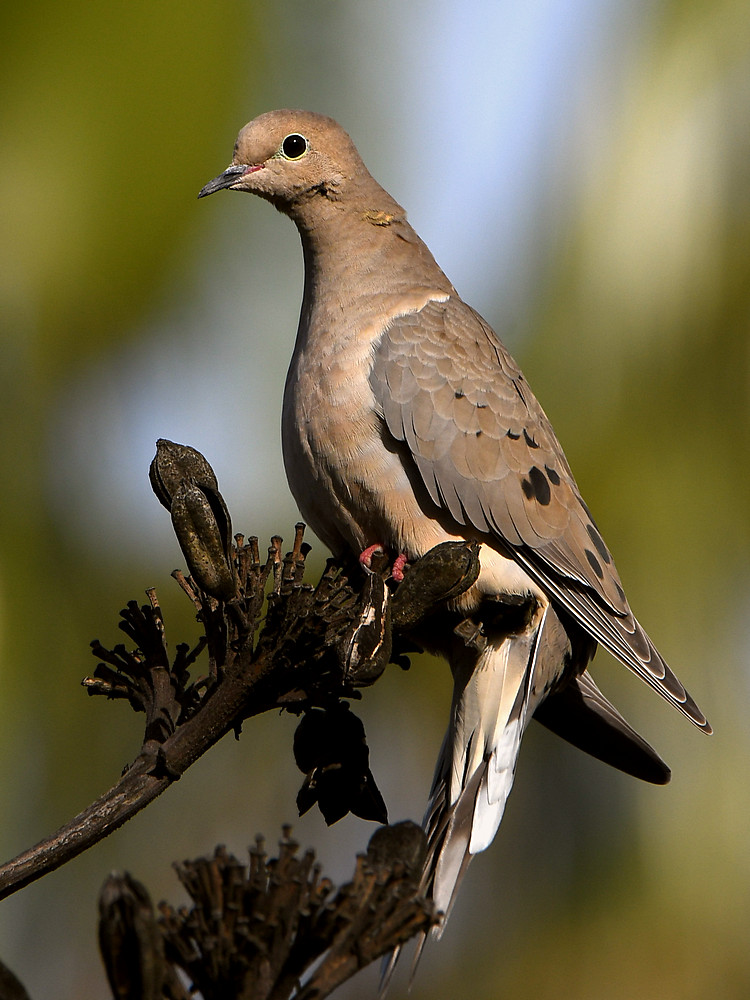 Dove8.jpg