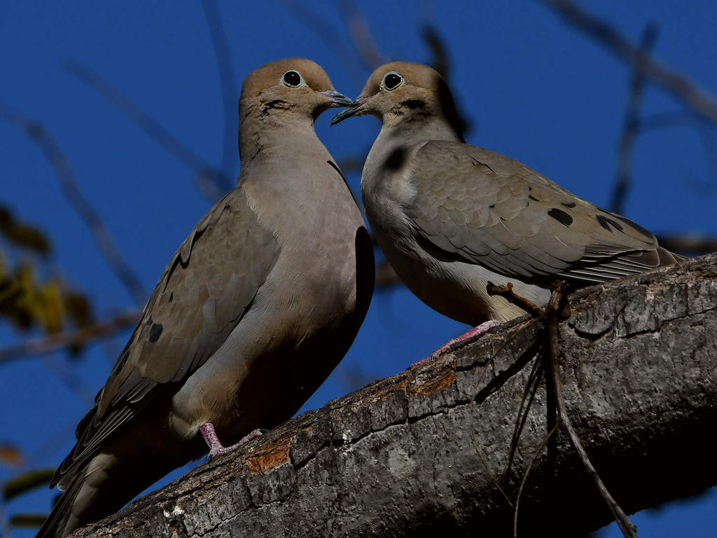 Dove8.jpg