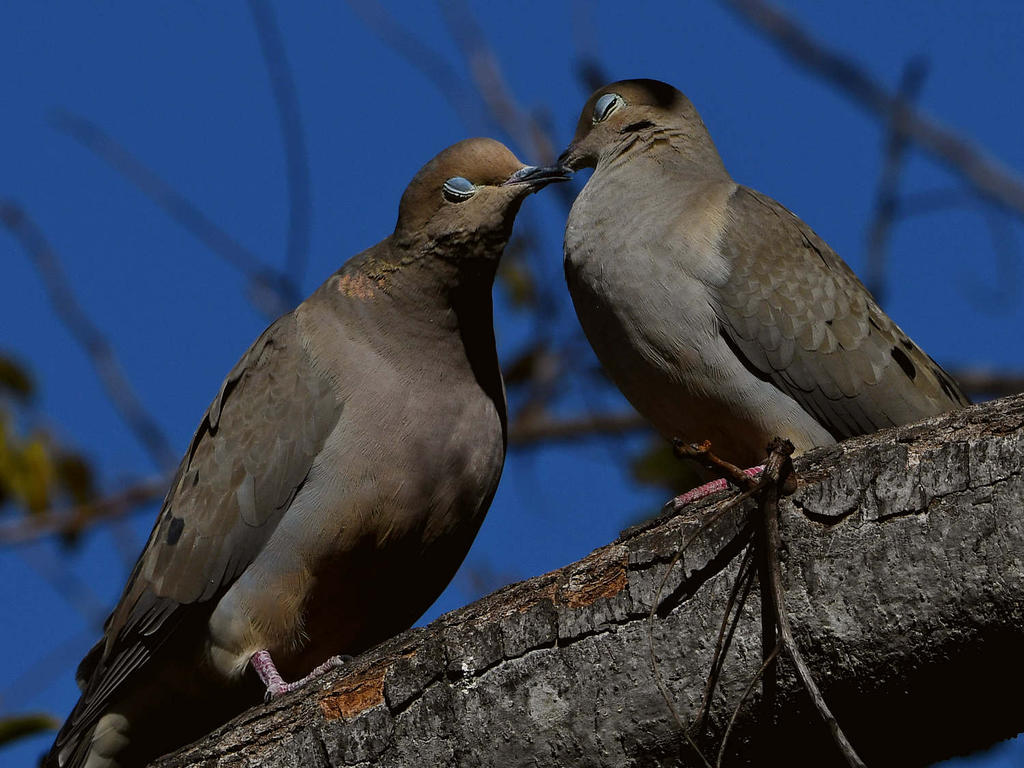 Dove9.jpg