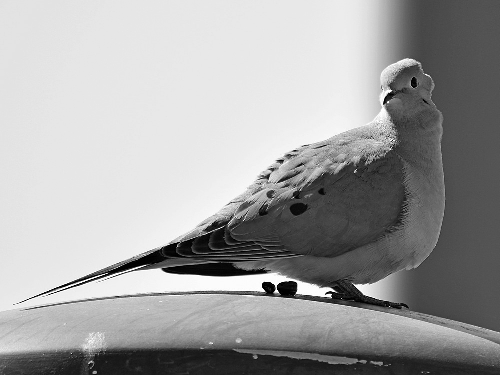 DoveBW.jpg
