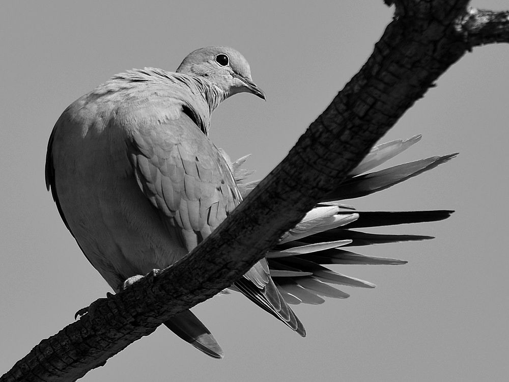 DoveBW.jpg