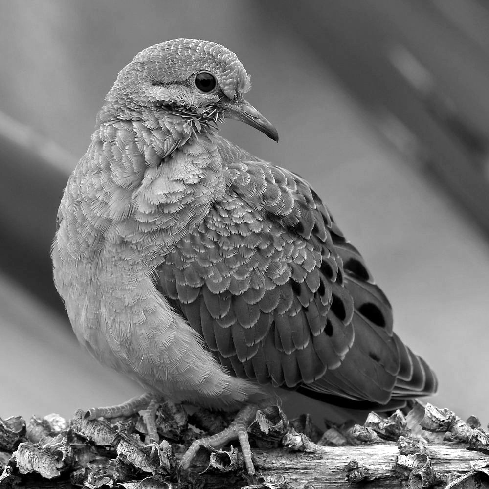 DoveBW.jpg