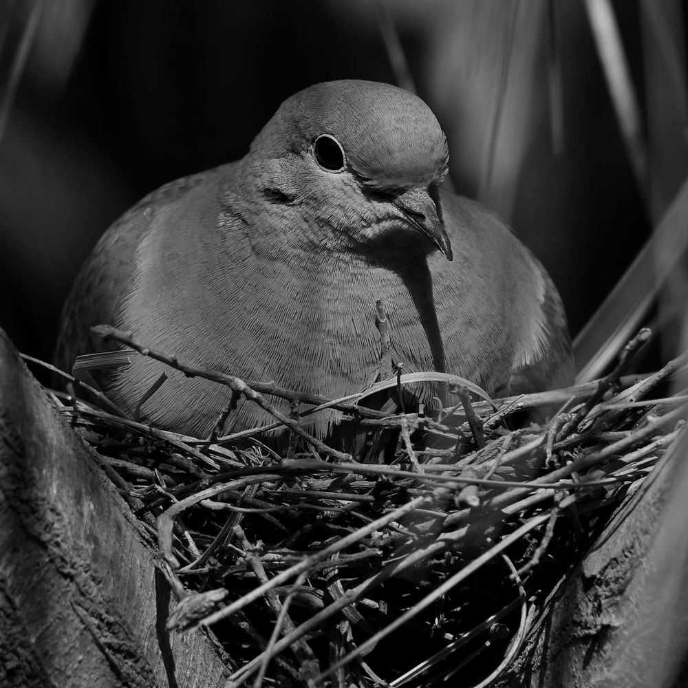 DoveBW.jpg