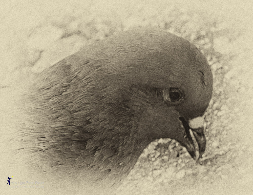 dovehead.jpg