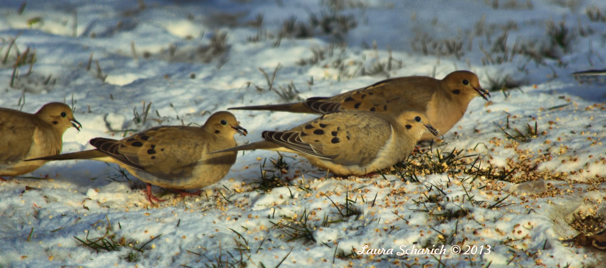doves at the feeder watermark 2100.jpg