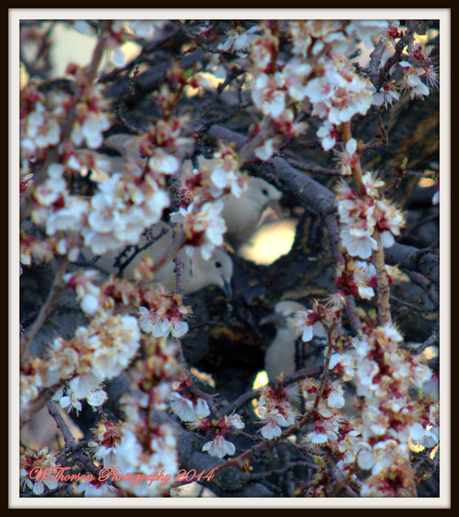 Doves in Apricot Tree.jpg