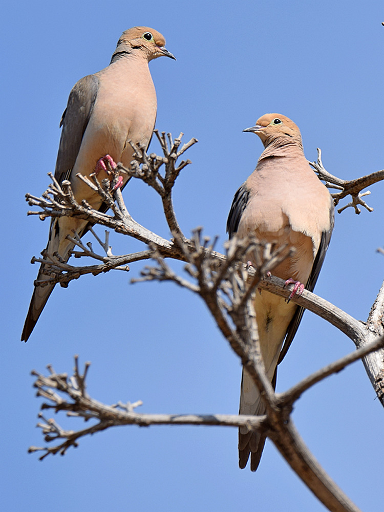 Doves.jpg
