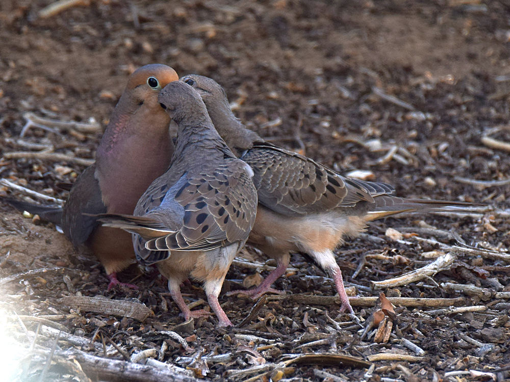 Doves.jpg