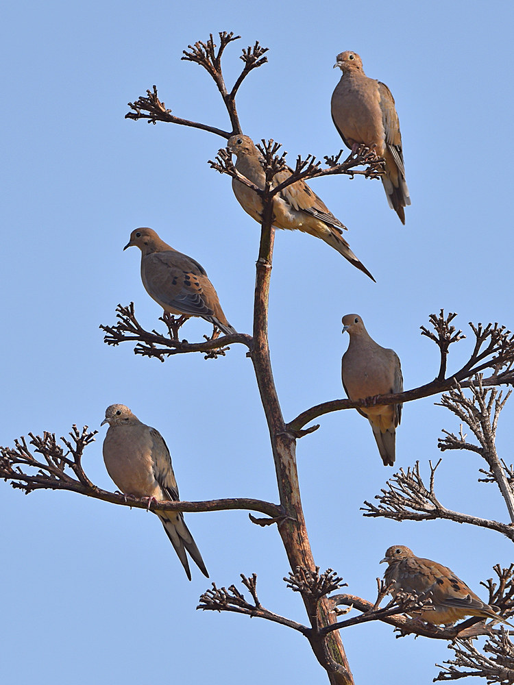 Doves.jpg