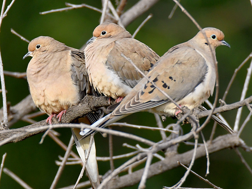 Doves.jpg