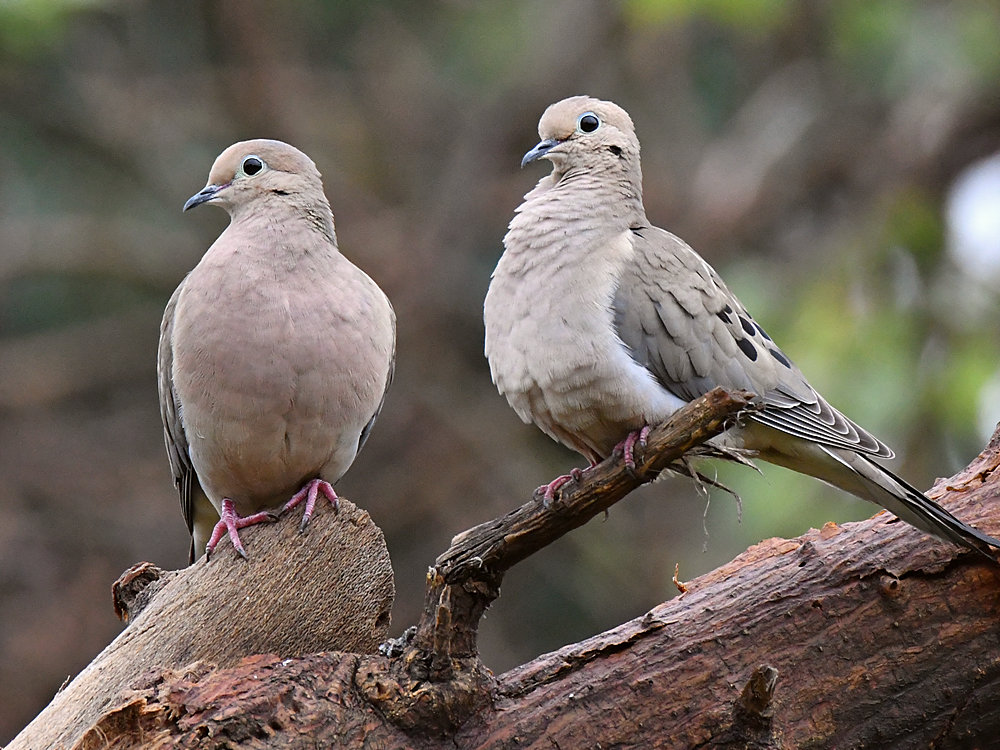 Doves.jpg