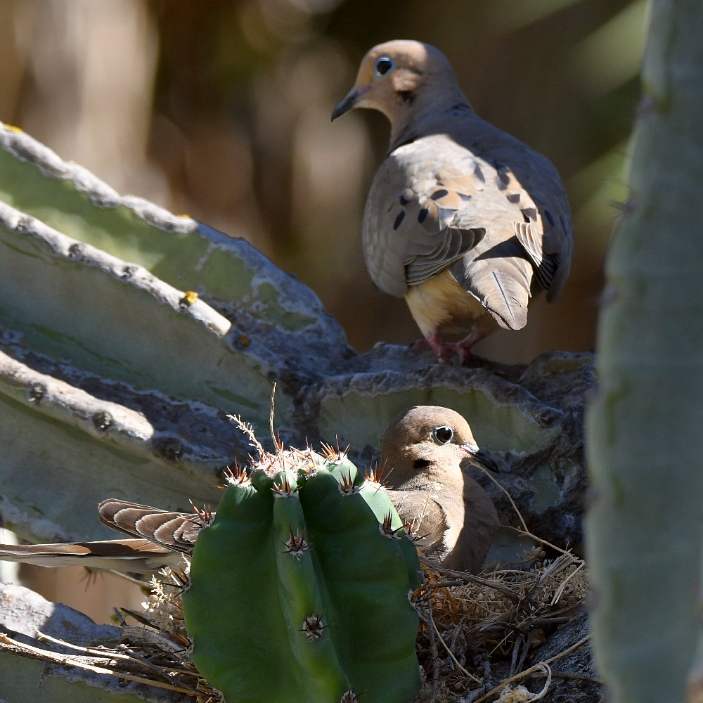Doves.jpg