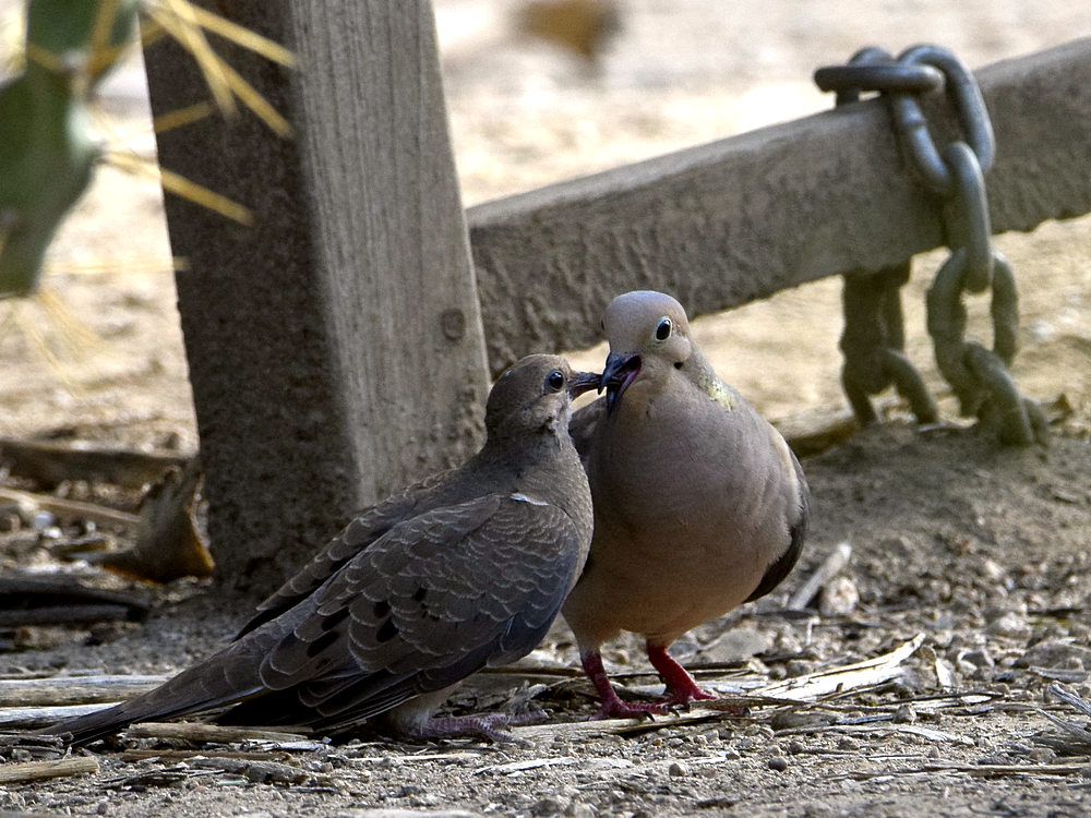Doves.jpg