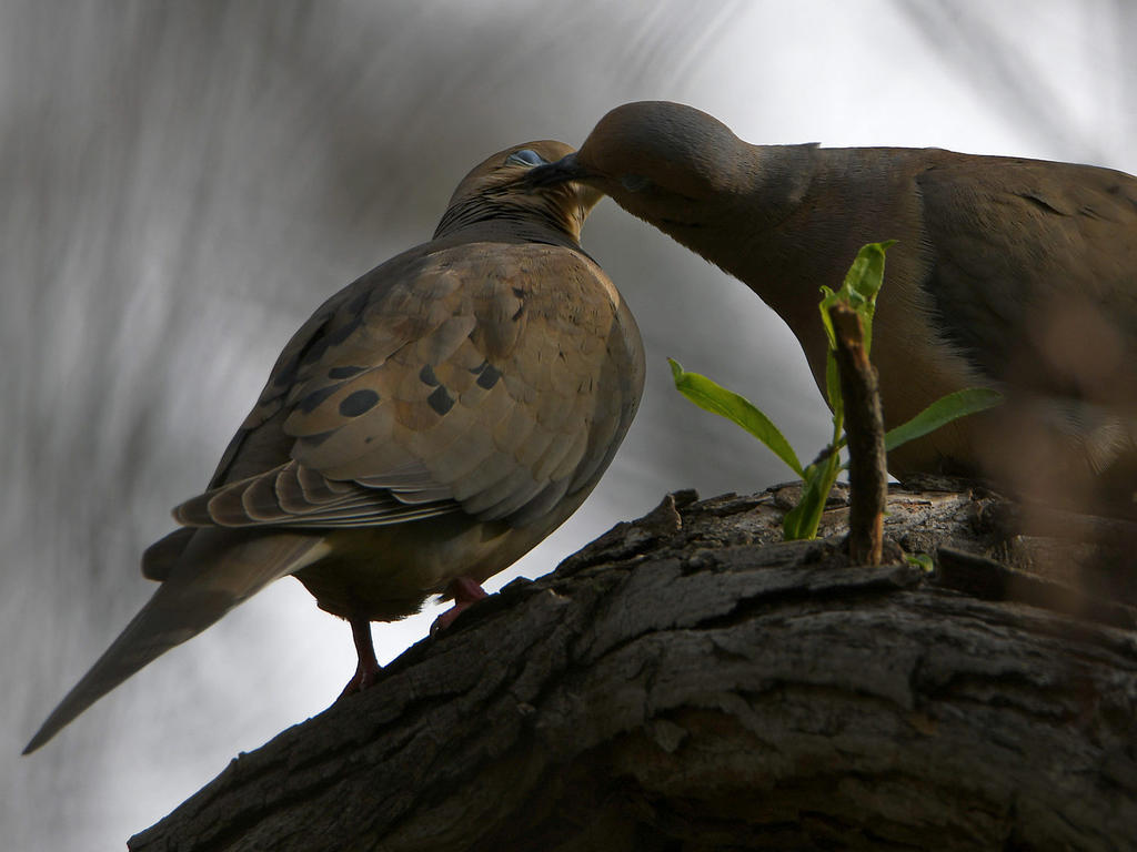 Doves.jpg