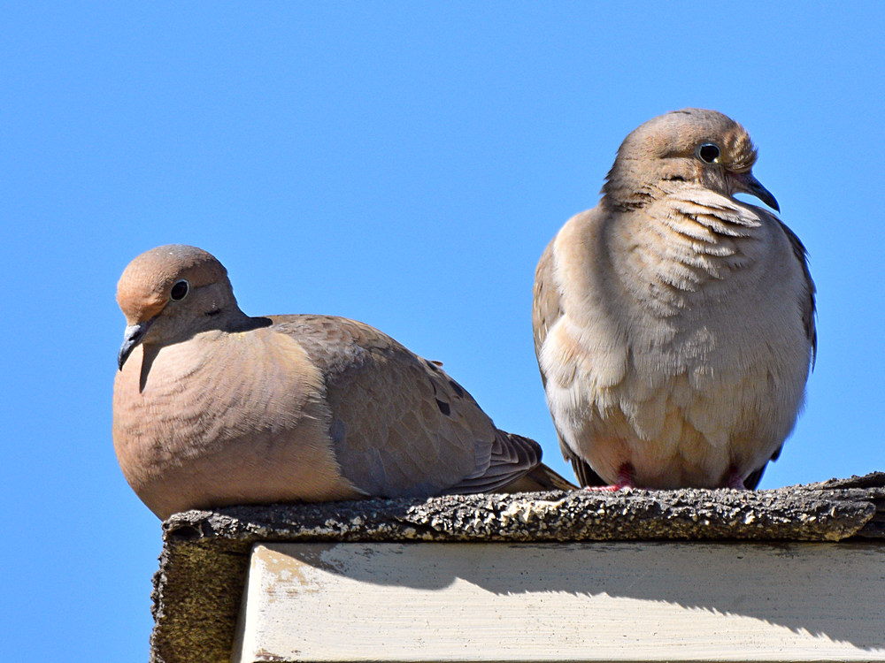 Doves2.jpg