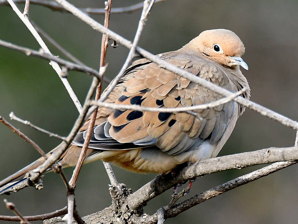 Doves2.jpg