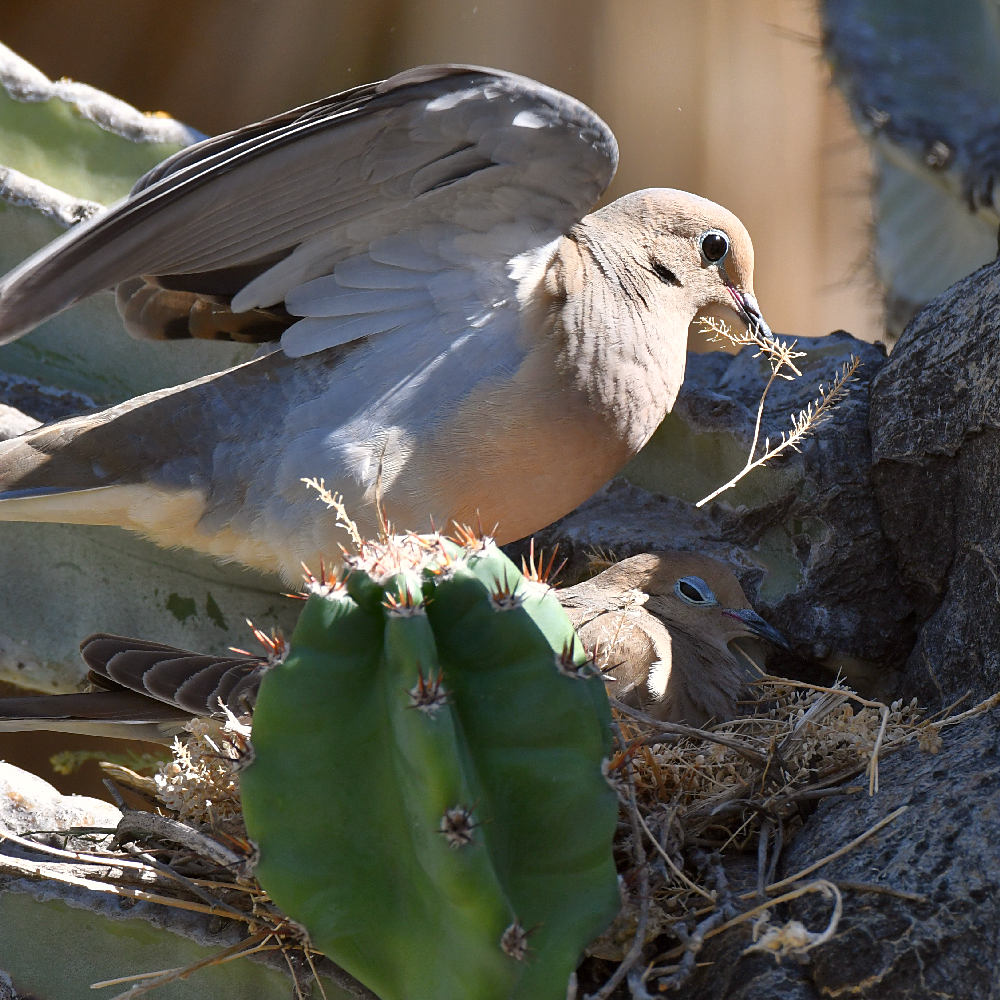 Doves2.jpg