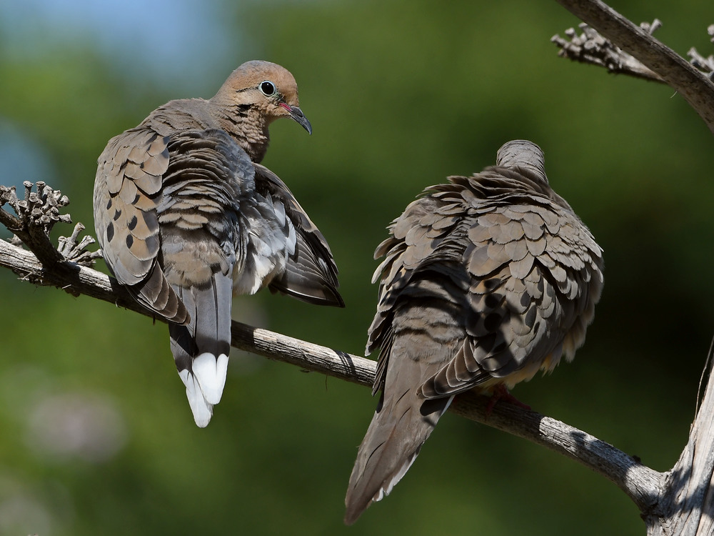 Doves2.jpg