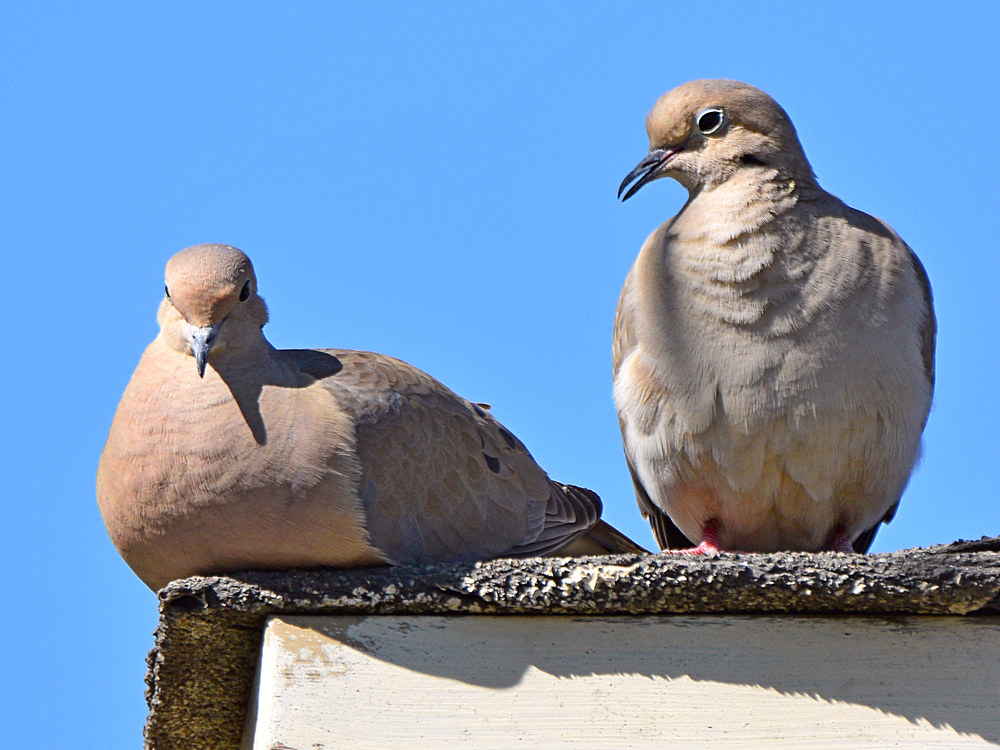 Doves3.jpg