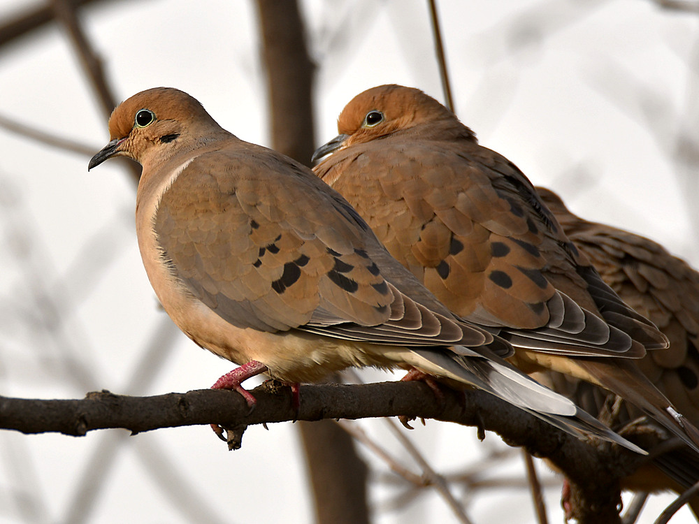 Doves3.jpg
