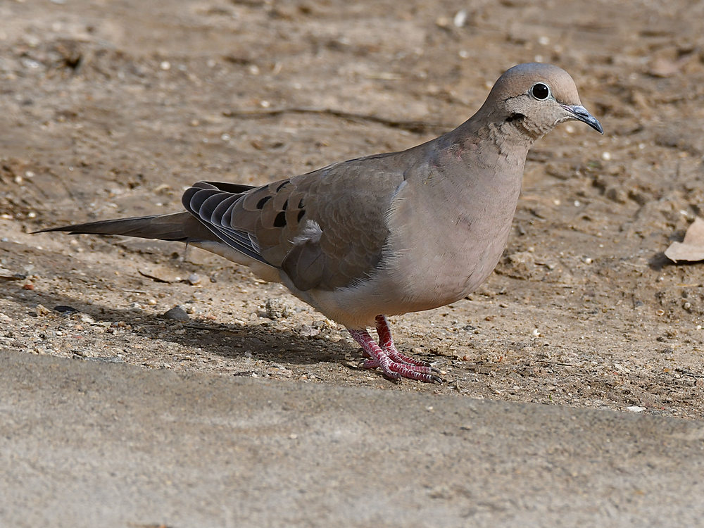 Doves3.jpg