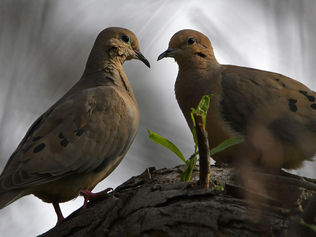 Doves3.jpg