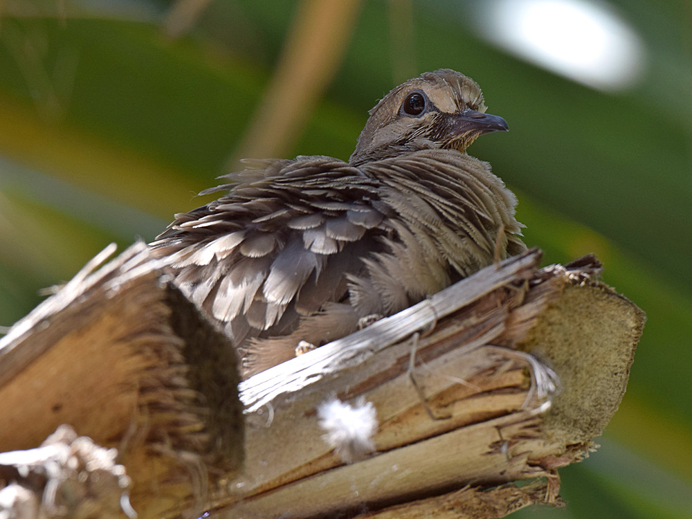 Doves4.jpg