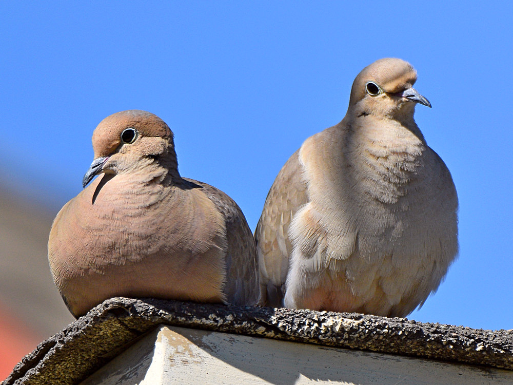 Doves4.jpg