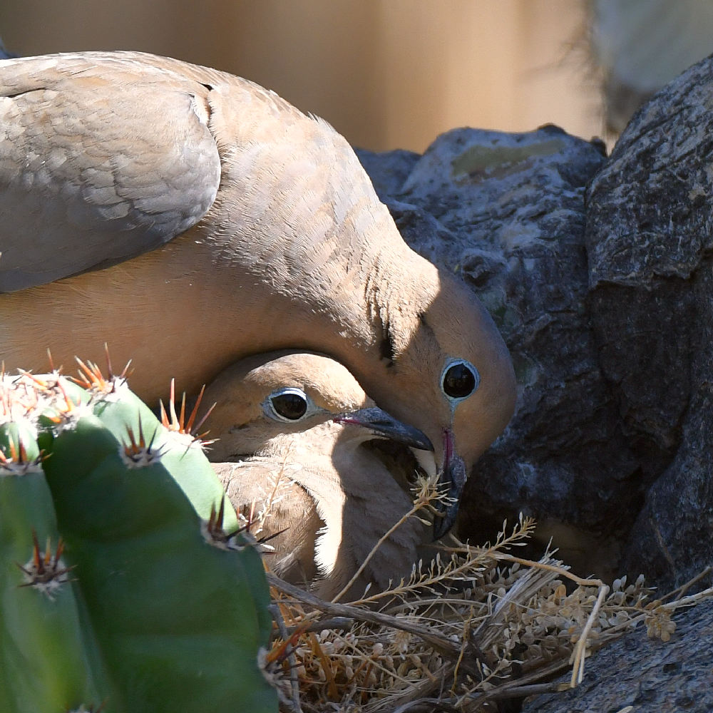 Doves4.jpg