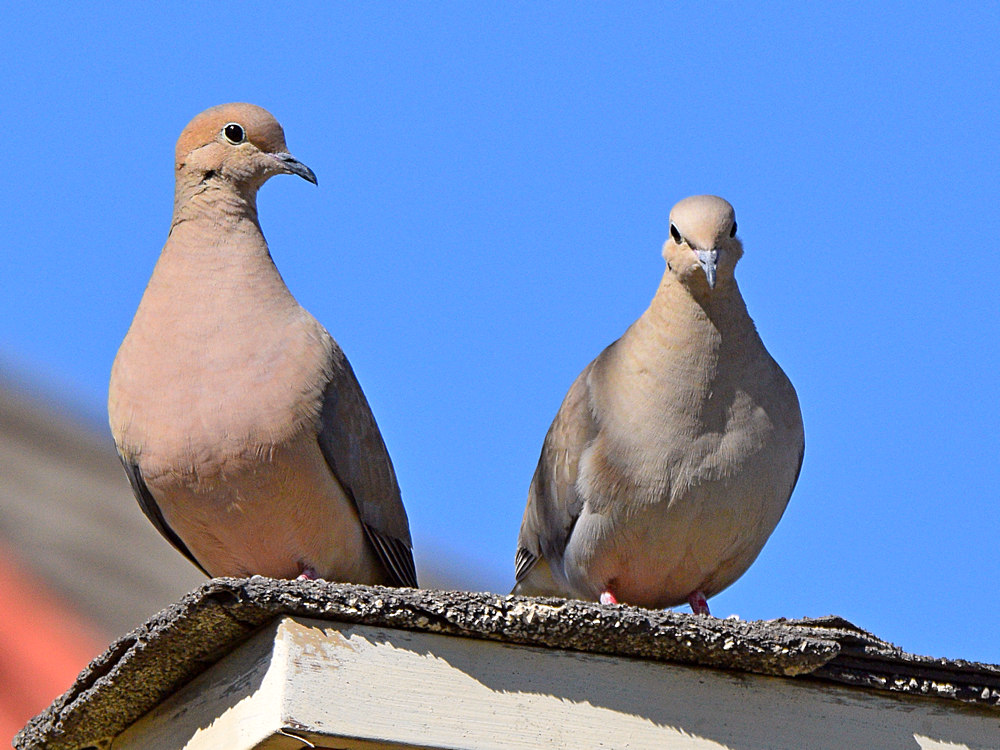 Doves5.jpg