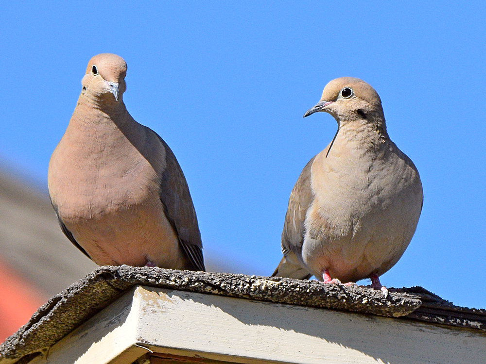 Doves6.jpg
